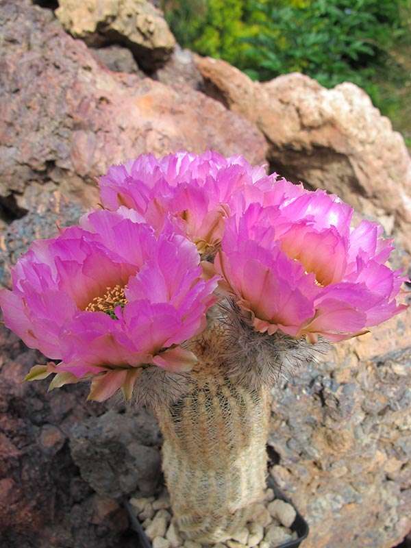 Echinocereus reichenbachii  ECHINOCEREUS.cz