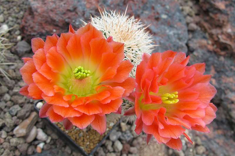 Echinocereus x roetteri  ECHINOCEREUS.cz